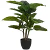 Image de Alexandra house living Plante Aureum en pot - Multicolore