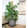 Image de Capi Jardinière Groove 43x41 cm Anthracite
