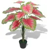 Image de VidaXL Caladium