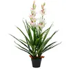 Image de vidaXL Orchidée Cymbidium - Vert
