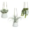 Image de BigBuy Home Succulent 20 cm