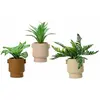Image de EDM Plante Décorative Pot 25 cm
