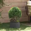 Image de vidaXL Anneau de jardinière 5 pcs Noir 30 x 30 x 20 cm