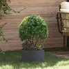 Image de vidaXL Anneau de jardinière Anthracite 30 x 30 x 20 cm