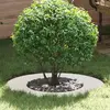 Image de vidaXL adapté pour anneau d'arbre plat Blanc Ø40 / 70 cm Acier