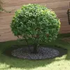 Image de vidaXL adapté pour anneaux d'arbre plats 5 pcs Vert olive Ø90 / 120 cm