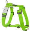 Image de Harnais réglable pour chien Red Dingo Vert 15 mm F6151-DH-ZZ-LG-15