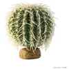 Image de Decoration Cactus Oursin