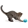Image de Busy Buddy