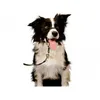 Image de Licol Noir T.Xs Chien - Halti