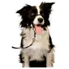 Image de Licol Noir T.S Chien ? Halti