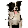 Image de Licol Noir T.Xl Chien ? Halti
