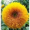 Image de MÃ©lange de Fleurs 7m2 coin de senteur Vilmorin