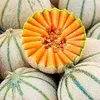 Image de Melon Charentais Bio Vilmorin