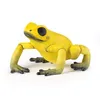 Image de LA VIE SAUVAGE Grenouille Ã©quatoriale jaune