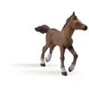 Image de CHEVAUX, POULAINS ET PONEYS Poulain anglo-arabe
