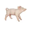 Image de LA VIE A LA FERME Cochonnet femelle