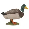 Image de LA VIE A LA FERME Canard colvert