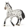 Image de CHEVAUX, POULAINS ET PONEYS Cheval appaloosa noir