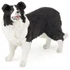 Image de CHIENS ET CHATS Border collie