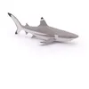 Image de L'UNIVERS MARIN Requin Ã  pointes noires
