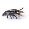 Image de L'univers Marin Homard