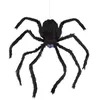 Image de ARAIGNÃE GRIMPANTE ANIMÃE 80 CM