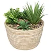 Image de COMPOSITION PLANTES GRASSES 19CM