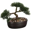 Image de Bonsai Pot Ceramique H.23cm -