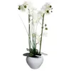 Image de Vase cÃ©ramique blanc pour orchidÃ©e - 53cm