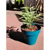 Image de Bac Ã Fleurs Rond Riviera Soleilla - Plastique - Diametre 60 Cm - Bleu