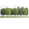 Image de ModÃ©lisme : VÃ©gÃ©tation - Lot De 12 Arbres Feuillus-Busch
