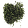 Image de Mousse de jungle 20 g Vert