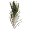 Image de Plume De Paon, 25 Cm, 25 Cm, 3 PiÃ¨ces