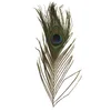 Image de Plumes de paon - 25 cm - 3 pces