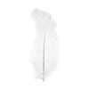 Image de Plume d'autruche - Blanc - 30 cm