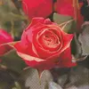 Image de Serviette - Rose