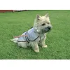 Image de ImpermÃ©able Chien Transparent M 50 Cm
