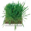 Image de Sachet Semence Herbe A Chat