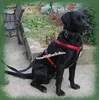 Image de Harnais Canicross Husky Pour Chiens Taille Xs 1er Prix