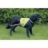 Image de Veste De SÃ©curitÃ© Chien Taille Xl Fluo
