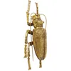 Image de DÃ©co Murale Longicorn Beetle DorÃ©e Kare Design