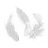 Image de Plumes - Blanc - 10 g