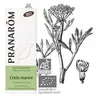 Image de Criste Marine Bio - Huile Essentielle Crithmum Maritimum 5 Ml - PranarÃ´m