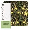 Image de Eucalyptus MentholÃ© - Huile Essentielle Eucalyptus Dives 10 Ml - PranarÃ´m