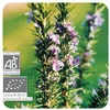 Image de Huile Essentielle Romarin VerbÃ©none - 5 Ml