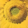 Image de Marvos Valle - Girassol [Vinyl]