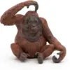 Image de Orang outan