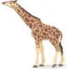 Image de Girafe tête levée