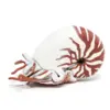 Image de Figurine nautile